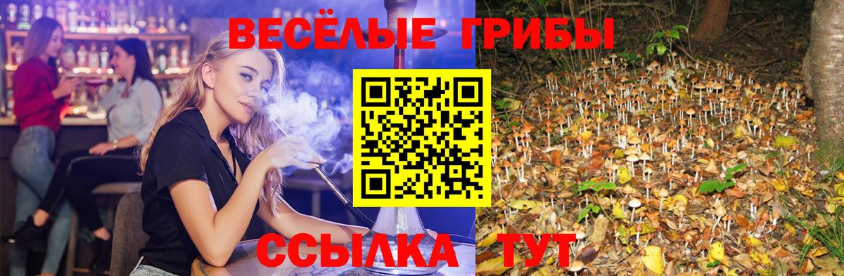 Камышлов  Псилоцибиновые грибы Psilocybine cubensis  Вход с VPN 